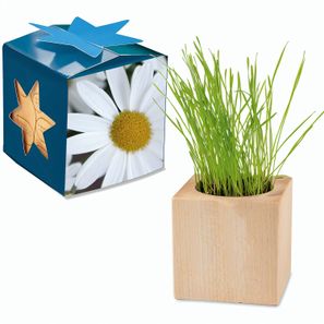 Pflanz-Holz Maxi Star-Box mit Samen - Margerite, 1 Seite gelasert