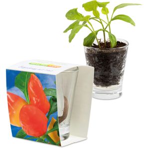 Caffeino-Glas mit Samen - Gewürzpaprika