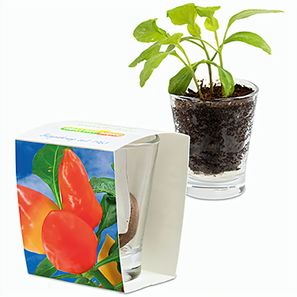 Caffeino-Glas mit Samen - Gewürzpaprika