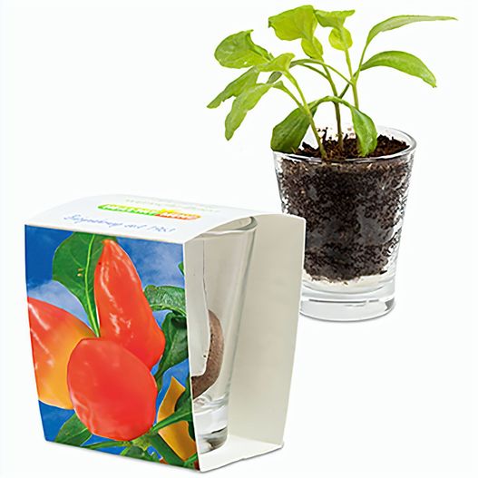 Caffeino-Glas mit Samen - Gewürzpaprika (Bild 1)