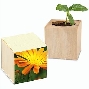 Pflanz-Holz mit Samen (Graspapier-Banderole) - Ringelblume