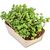 Microgreens-Gärtchen - Rettich China Rose (Bild 1)