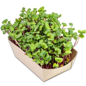 Microgreens-Gärtchen - Rettich China Rose