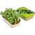 Microgreens-Gärtchen - Rettich China Rose (Bild 2)
