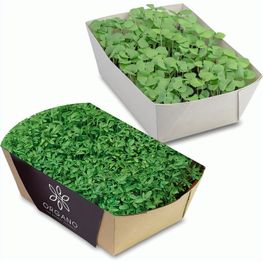 Pflanz-Schale mit Samen - Gartenkresse