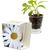 Caffeino-Glas mit Samen - Margerite (Bild 1)