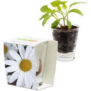 Caffeino-Glas mit Samen - Margerite