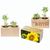 Pflanz-Holz 2er Set mit Samen - Sonnenblume (Bild 2)