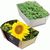 Pflanz-Schale mit Samen - Sonnenblume (Bild 1)