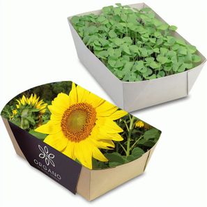 Pflanz-Schale mit Samen - Sonnenblume