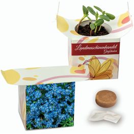 Blumenampel - Vergissmeinnicht