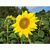 Pflanz-Kork rund mit Samen - Sonnenblume, Lasergravur (Bild 2)