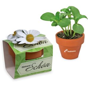 Tontöpfchen-Blume mit Samen - Margerite inkl. Tampondruck