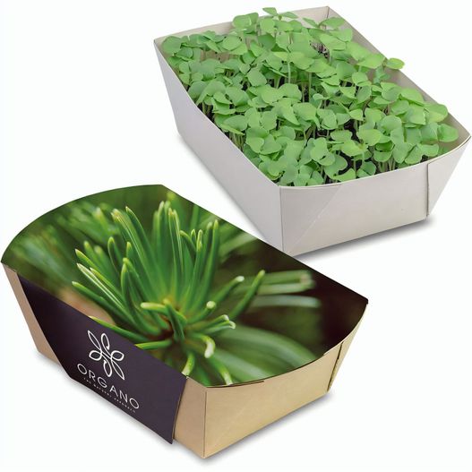 Pflanz-Schale mit Samen - Fichte (Bild 1)