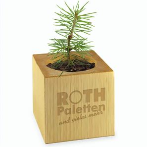 Pflanz-Holz Star-Box mit Samen - Gewürzpaprika, 2 Seiten gelasert