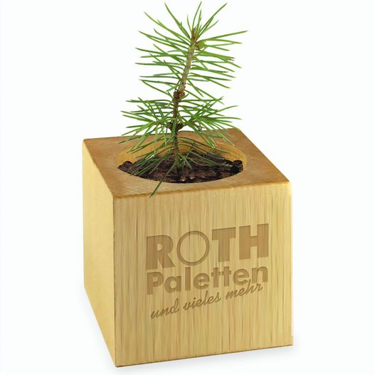 Pflanz-Holz Star-Box mit Samen - Gewürzpaprika, 2 Seiten gelasert (Bild 1)
