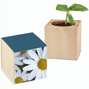 Pflanz-Holz mit Samen - Margerite, 1 Seite gelasert