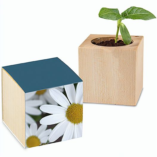 Pflanz-Holz mit Samen - Margerite, 1 Seite gelasert (Bild 1)