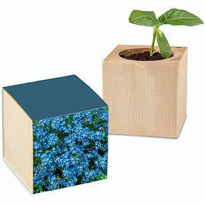 Pflanz-Holz mit Samen - Vergissmeinnicht