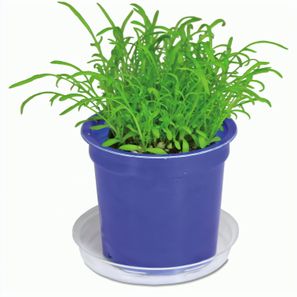 Florero-Töpfchen mit Samen - blau - Vergissmeinnicht