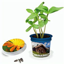 Florero-Töpfchen mit Samen - blau - Ringelblume