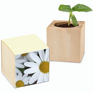 Pflanz-Holz mit Samen (Graspapier-Banderole) - Margerite, 1 Seite gelasert
