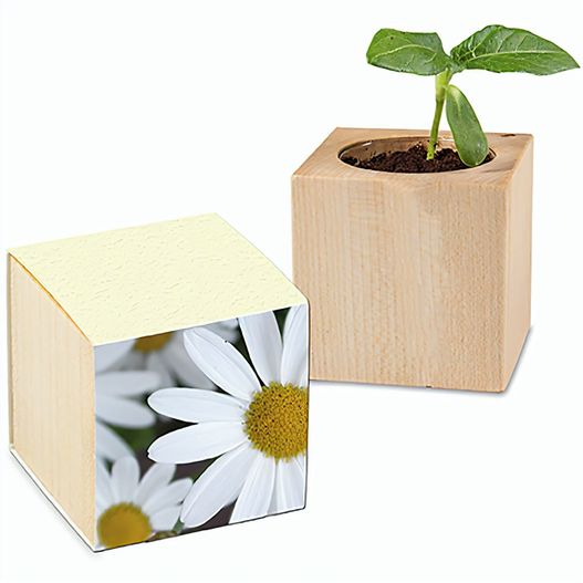 Pflanz-Holz mit Samen (Graspapier-Banderole) - Margerite, 1 Seite gelasert (Bild 1)