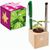 Pflanz-Holz Büro Star-Box mit Samen - Basilikum (Bild 1)