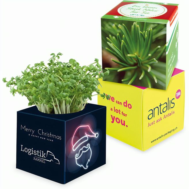 Pflanz-Würfel 2.0 mit Samen - Fichte