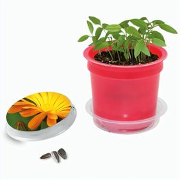 Florero-Töpfchen mit Samen - rot - Ringelblume