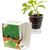 Caffeino-Glas mit Samen - Gartenkresse (Bild 1)