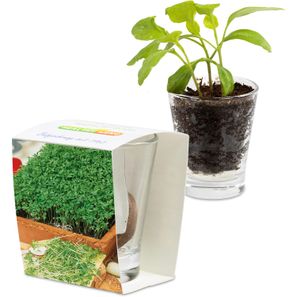 Caffeino-Glas mit Samen - Gartenkresse