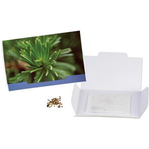Flower-Card mit Samen - Fichte