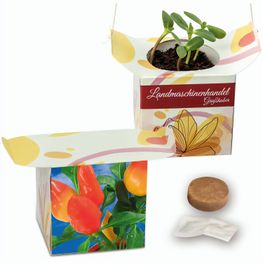 Blumenampel - Gewürzpaprika