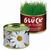 Natur-Konserve mit Samen - Margerite (Bild 1)