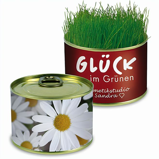 Natur-Konserve mit Samen - Margerite