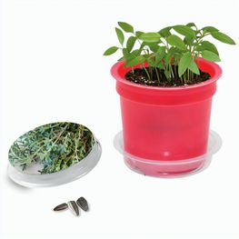 Florero-Töpfchen mit Samen - rot - Thymian