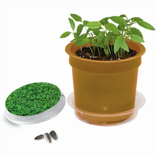 Produktabbildung Florero-Töpfchen mit Samen - gold - Gartenkresse Florero-Töpfchen mit Samen - gold - Gartenkresse (Bild 1)