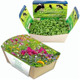 Pflanzodrom mit Samen - Sommerblumenmischung