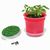 Florero-Töpfchen mit Samen - rot - Gartenkresse (Bild 1)