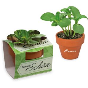 Tontöpfchen-Blume mit Samen - Fichte inkl. Tampondruck