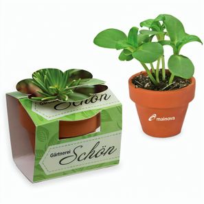 Tontöpfchen-Blume mit Samen - Fichte inkl. Tampondruck