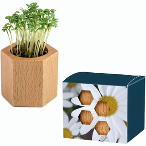 Pflanz-Holz Hexagon mit Samen - Margerite, 1 Seite gelasert