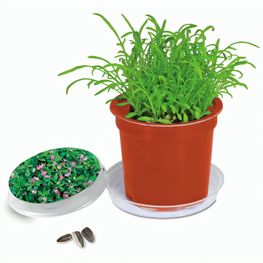 Florero-Töpfchen mit Samen - terracotta - Persischer Klee