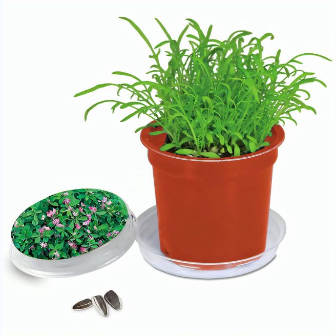 Produktabbildung Florero-Töpfchen mit Samen - terracotta - Persischer Klee Florero-Töpfchen mit Samen - terracotta - Persischer Klee