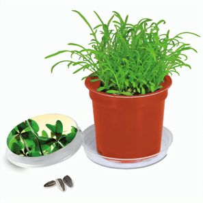 Florero-Töpfchen mit Samen - terracotta - Glücksklee-Zwiebel (* Je nach Verfügbarkeit der Glücksklee-Zwiebeln)