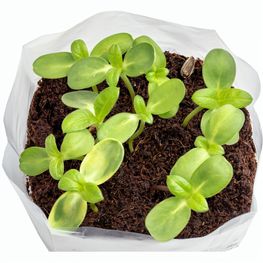 PopUp Anzuchterde mit Samen - Ringelblume