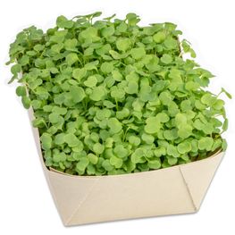 Microgreens-Gärtchen - Salatrauke