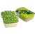 Microgreens-Gärtchen - Salatrauke (Bild 2)