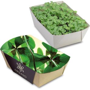 Pflanz-Schale mit Samen - Glücksklee-Zwiebeln (* Je nach Verfügbarkeit der Glücksklee-Zwiebeln)